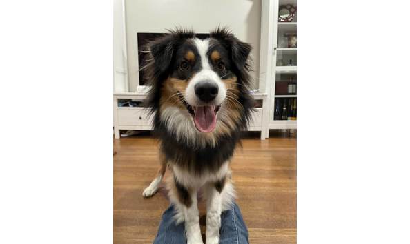 Big image toby smiling