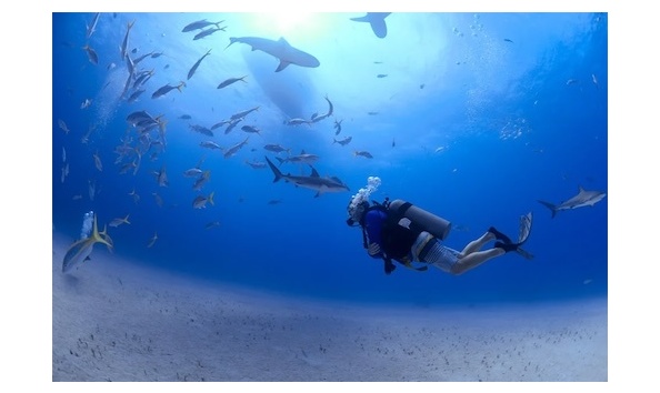 Big image the dive shop img5 copy