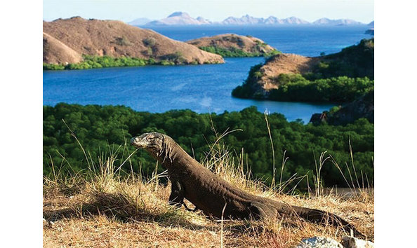 Big image mini magick20251117 3892 1rs069w