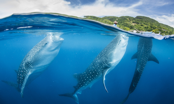 Big image mini magick20251117 3892 1am7hcv