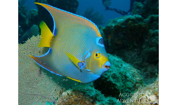 Big image roatan aggressor