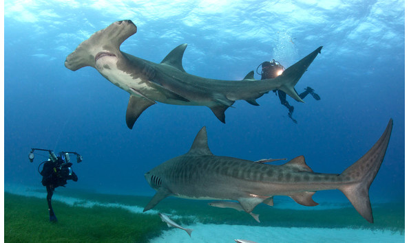 Big image hammerhead shark