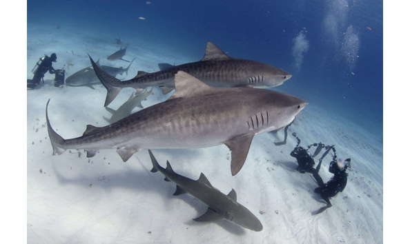 Big image img 9884asm