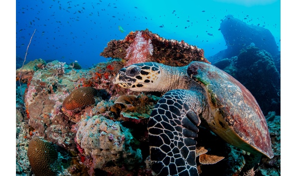 Big image hawksbill turtle 2024 d851244 edit