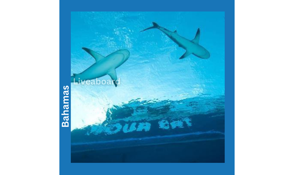 Big image aqua cat  all star