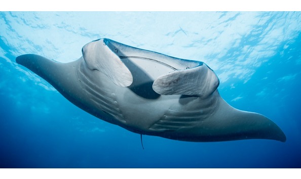Big image manta