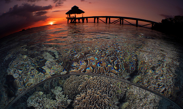 Big image coraleye 3