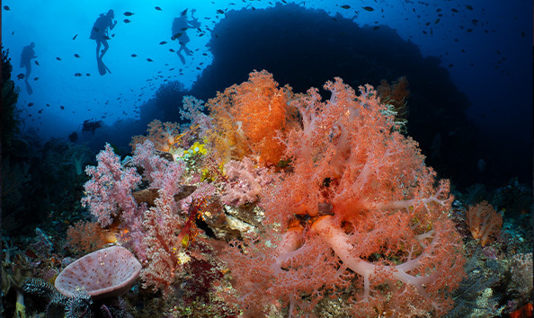 Big image coraleye 4