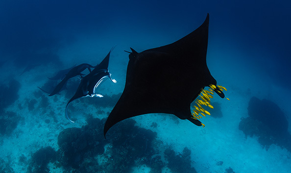 Big image samambaia 3