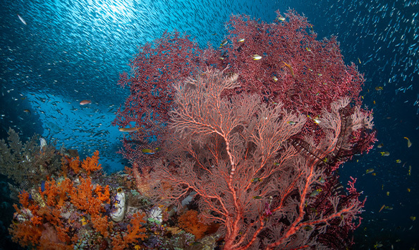 Big image samambaia 4