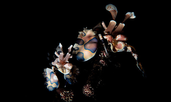 Big image alambatu 1