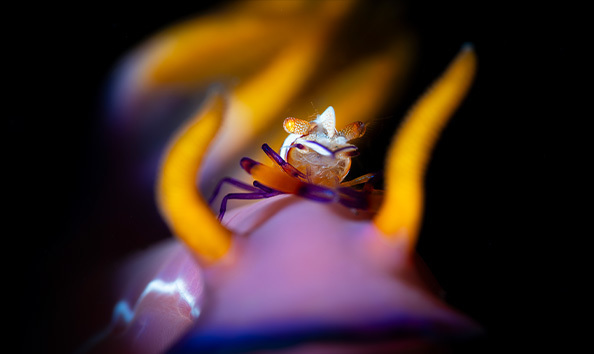 Big image alambatu 2