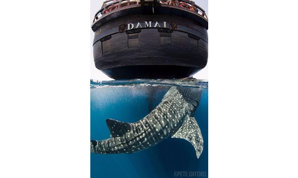 Big image d1 exterior whale shark
