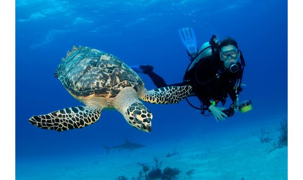 Big image stuart cove scuba diving bahamas 3