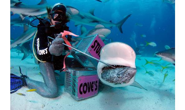 Big image stuart cove shark diving bahamas 11