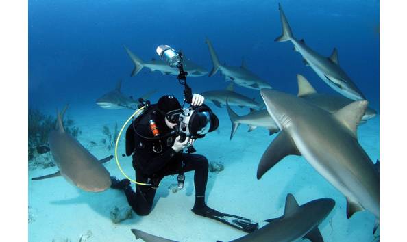Big image stuart cove shark diving photography bahamas 1