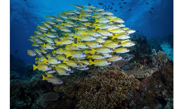 Big image large schools of fish   gerald rambert