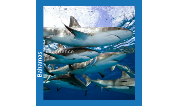 Big image stuart cove s