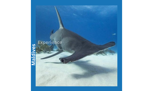 Big image sub oceanic