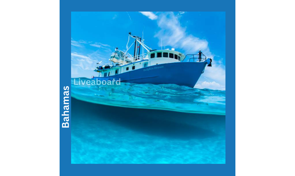 Big image aqua cat  all star