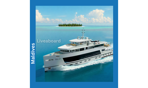 Big image aqua cat  all star 1 