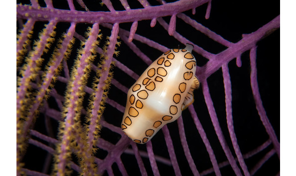 Big image tcex2 uw 49