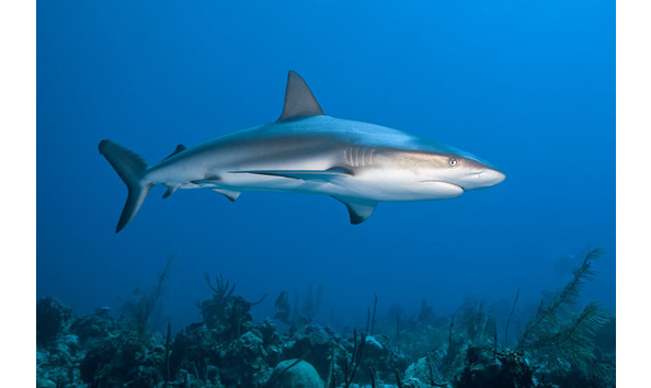 Big image tcex2 uw 114