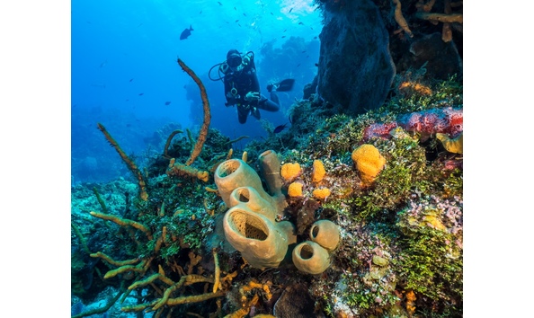 Big image cozumel reef diving   larry cohen   pro dive international  4 