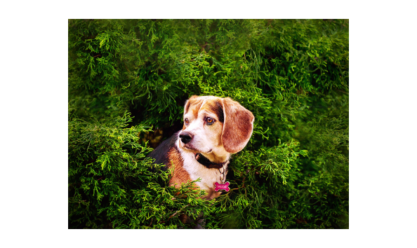 Big image masana dog