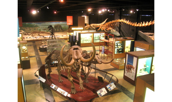 Big image exhibit museum of natural history  ann arbor   img 9055