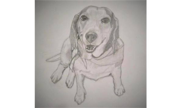 Big image dog sketch