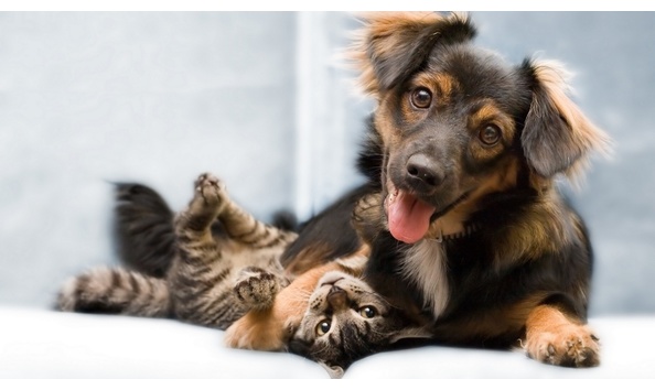 Organization Main Image