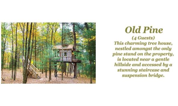 Big image oldpinepic