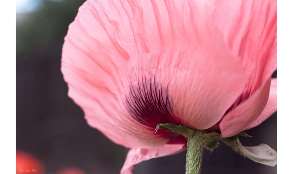 Big image poppy at phyllis  house 2