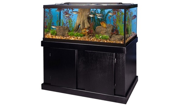 Big image aquarium