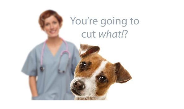 Big image altamonte neuter