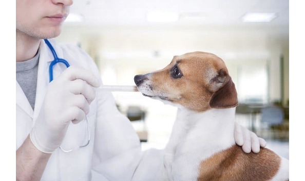 Big image altamonte vet dog