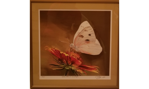 Big image james fiorentino   butterfly