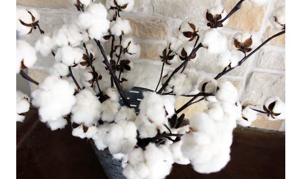 Big image homesteadcottonco 1