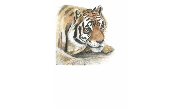 Big image tiger print 2