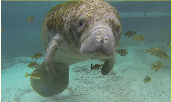Big image sea education adventures manatee