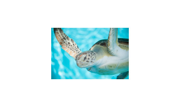 Big image gallery wrap canvas print