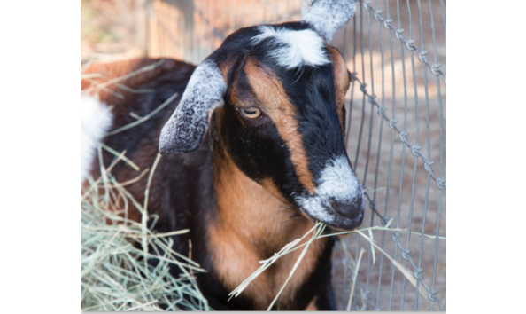 Big image screen shot 2018 09 17 at 1.28.38 pm