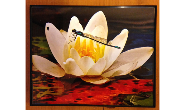 Big image dragonfly 1