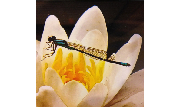 Big image dragonfly detail