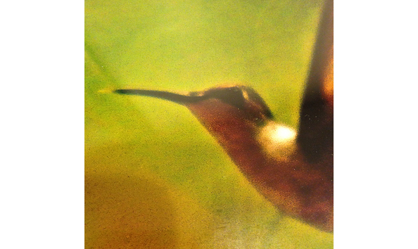Big image hummingbird detail