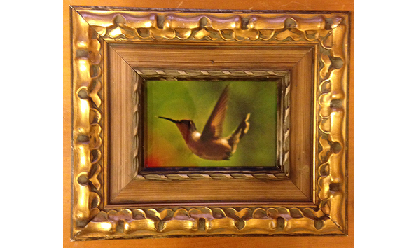 Big image hummingbird in flight