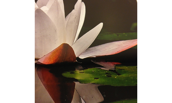 Big image lotus detail