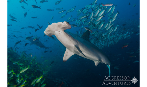 Big image cocos uw21 x3