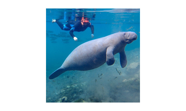Big image sea education adventures manatee encounters crystal river florida 300x300